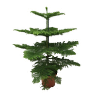 Araucaria Heterophylla - Ø21cm - ↕70cm Everspring