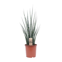 Mikado Sansevieria Bois de Fougère - Ø19cm - ↕80cm Everspring