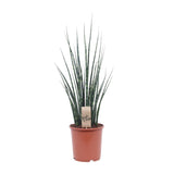 Mikado Sansevieria Bois de Fougère - Ø19cm - ↕80cm Everspring