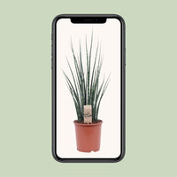 Mikado Sansevieria Bois de Fougère - Ø19cm - ↕80cm Everspring