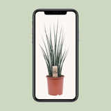 Mikado Sansevieria Bois de Fougère - Ø19cm - ↕80cm Everspring