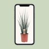Mikado Sansevieria Bois de Fougère - Ø19cm - ↕80cm Everspring