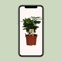 Caféier Arabica - Ø12cm - ↕25cm Everspring