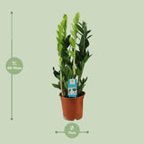 Zamioculcas Zamiifolia - Ø17cm - ↕65cm Everspring