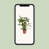 Homalomena Rubescens Maggy - Ø24cm - ↕90cm Everspring