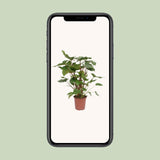 Homalomena Rubescens Maggy - Ø24cm - ↕90cm Everspring