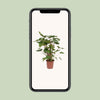 Homalomena Rubescens Maggy - Ø24cm - ↕90cm Everspring