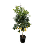 Calamondin (Citrus mitis)  200cm - ø40 Everspring