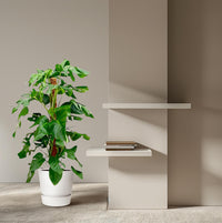 Monstera Pertusum - 120 cm - ø24 Everspring
