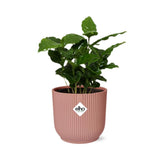 Coffea Arabica + pot ELHO Vibes Fold 14 cm rose Everspring