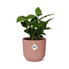 Coffea Arabica + pot ELHO Vibes Fold 14 cm rose Everspring