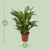 Spathiphyllum Torelli P17 - Ø17cm - ↕65cm Everspring