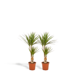 2x Dracaena - ↨90cm - Ø17cm Everspring