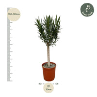 Nerium Oleander sur tige à fleurs roses - 110cm - Ø22 Everspring