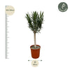 Nerium Oleander sur tige à fleurs roses - 110cm - Ø22 Everspring