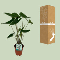 Alocasia Zebrina - Oreille d'éléphant - Ø19cm - ↕75cm Everspring
