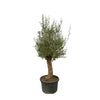Bonsaï Olea Europaea - 250cm - Ø65 Everspring