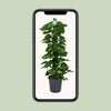 Scindapsus (Epipremnum) - Ø24cm - ↕120cm Everspring