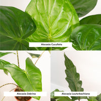 Alocasia Zebrina - Ø19cm - ↕75cm + Alocasia Cucullata - Ø19cm - ↕60cm + Alocasia Lauterbachiana - Ø19cm - ↕75cm Everspring