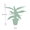 Calathea Triostar - Plante Paon - Ø19cm - ↕70cm Everspring