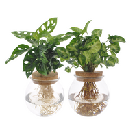 Bolglas Duo Monstera Adansonii/Syngonium Vert - 2 pièces - Ø12cm - ↕12-30cm Everspring