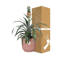 Ananas Mi Amigo + pot ELHO Vibes Fold 14 cm rose Everspring