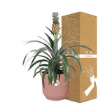 Ananas Mi Amigo + pot ELHO Vibes Fold 14 cm rose Everspring