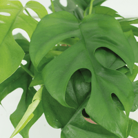 Kokodama Monstera Minima à suspendre (plante à trous) - 2 pièces - Ø15cm - ↕25cm Everspring