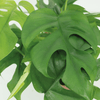 Kokodama Monstera Minima à suspendre (plante à trous) - 2 pièces - Ø15cm - ↕25cm Everspring