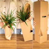 Clusia Rosea Princesse - Ø17cm - ↕60cm Everspring