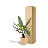 Alocasia Lauterbachiana - Ø19cm - ↕80cm + panier Selin Everspring