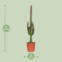 Euphorbe trigona rubra - Ø17cm - ↕70cm Everspring