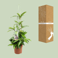 Dracaena Surculosa - Ø17cm - ↕55cm Everspring