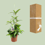 Dracaena Surculosa - Ø17cm - ↕55cm Everspring