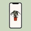 Alocasia Polly - Ø17cm - ↕45cm Everspring