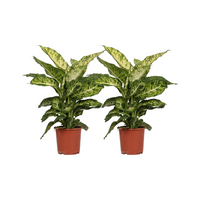 Dieffenbachia Mars - 2 pièces - Ø17cm - ↕50cm Everspring