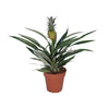 Bromélia Ananas - Ø12cm - ↕30cm Everspring