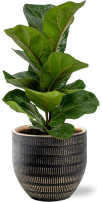 Ficus Lyrata - Ø12cm - ↕30cm + Beau Pot D14x13cm - Noir Everspring