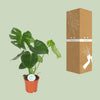 Monstera Deliciosa - Ø17cm - ↕55cm Everspring