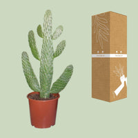 Opuntia Consolea - Ø17cm - ↕55cm Everspring
