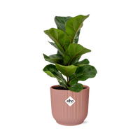 Ficus Lyrata ‘Bambino’ + pot ELHO Vibes Fold 14 cm rose Everspring