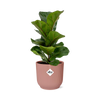 Ficus Lyrata ‘Bambino’ + pot ELHO Vibes Fold 14 cm rose Everspring