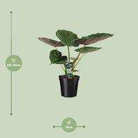 Alocasia Wentii - Oreille d'éléphant - Ø19cm - ↕70cm Everspring