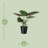 Alocasia Wentii - Oreille d'éléphant - Ø19cm - ↕70cm Everspring