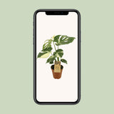 Monstera Thai Constellation - Ø15cm - ↕50cm Everspring