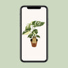 Monstera Thai Constellation - Ø15cm - ↕50cm Everspring