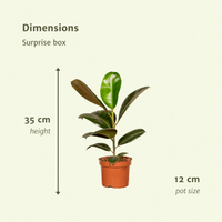 Boîte surprise - Ø12cm - ↕25cm - x 10 Everspring