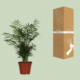 Chamaedorea Elegans - Ø17cm - ↕55cm Everspring