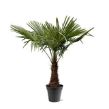 Trachycarpus Fortuneii - 220 - 240cm - Ø45 Everspring