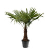 Trachycarpus Fortuneii - 220 - 240cm - Ø45 Everspring